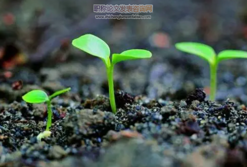農業種子管理工作的一些思考