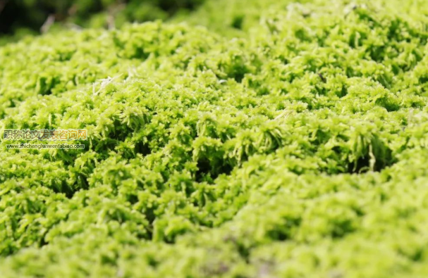 海花草種植技術研究與探討