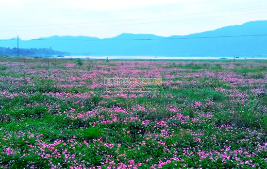 樅陽縣紅花草綠肥生產現狀與對策建議