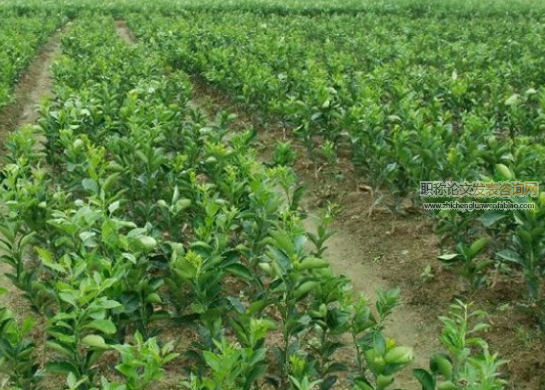 農業專家系統在武陵山片區油茶種植中的應用