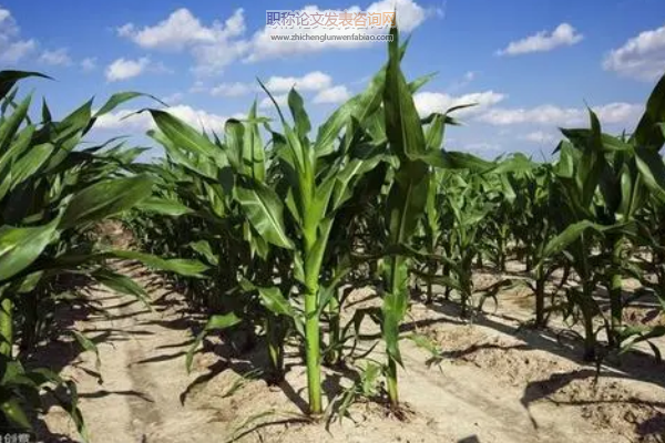 玉米種植現狀與新技術應用的效率研究
