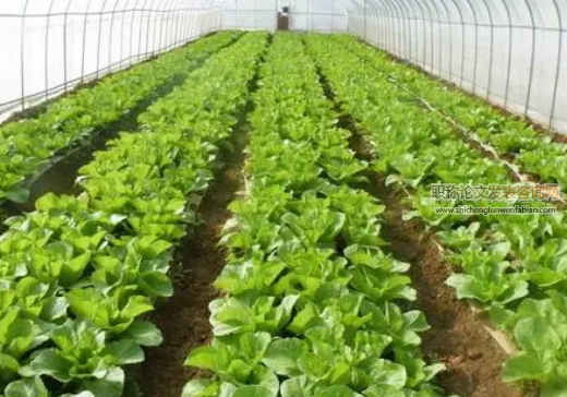 大棚蔬菜種植技術(shù)及病蟲害防治的思考