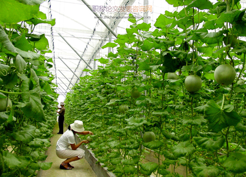現代農業背景下蔬菜綠色種植管理技術要點