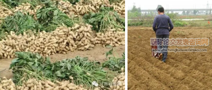 連城紅衣花生秋季單粒播種高產栽培技術