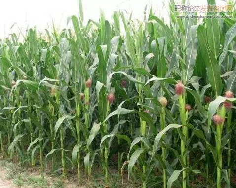 農業信息化背景下大田玉米栽培促高產的技術應用