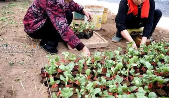 開封地區穴盤育苗技術要點