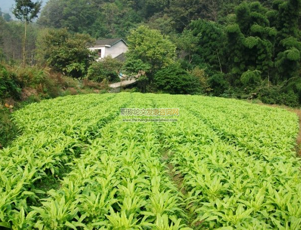 綠色農業種植技術推廣對策