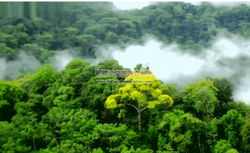 山東孔林三種植物群落物種多樣性及動態(tài)研究