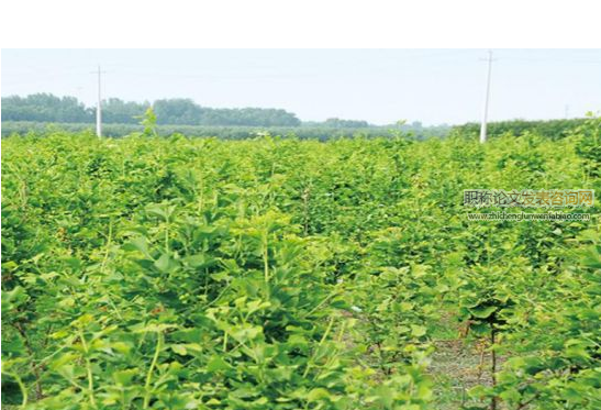 山東省推廣綠色農(nóng)業(yè)種植技術(shù)初探