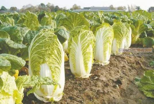 大白菜優質種植技術及病蟲害防治技術