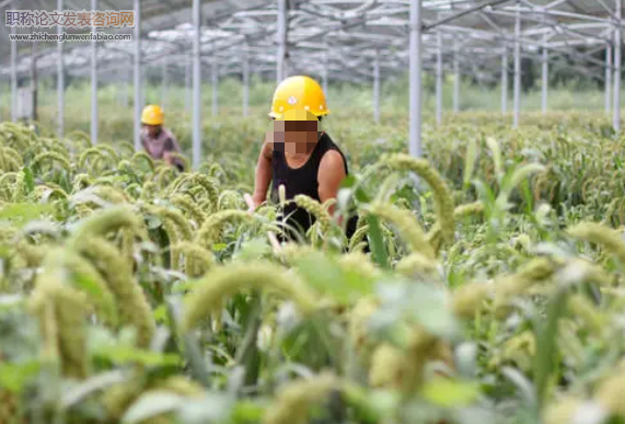 農業技術在脫貧攻堅中的思考