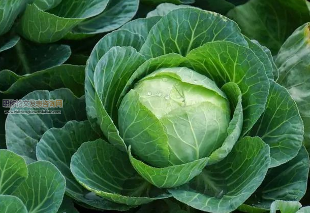 甘藍(lán)型油菜栽培新技術(shù)及其經(jīng)濟價值研究