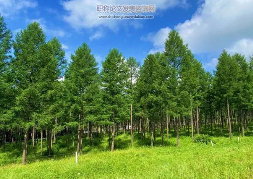 芻議林業工程現狀與改善措施