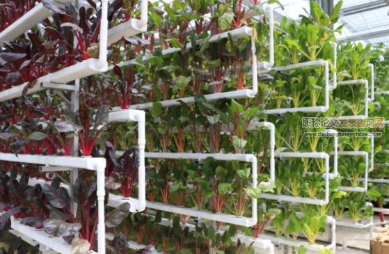 淺析植物工廠無土栽培立體栽培架的應(yīng)用